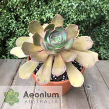 Load image into Gallery viewer, Aeonium escobarii