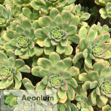 Load image into Gallery viewer, Aeonium haworthii