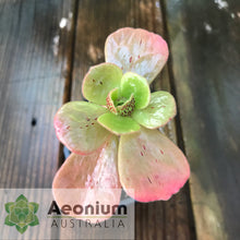 Load image into Gallery viewer, Aeonium smithii