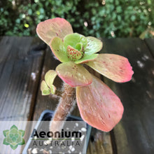 Load image into Gallery viewer, Aeonium smithii