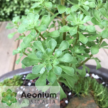 Load image into Gallery viewer, Aeonium spathulatum (ex. Gran Canaria)