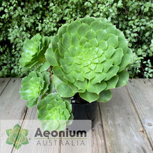 Load image into Gallery viewer, Aeonium x beltranii
