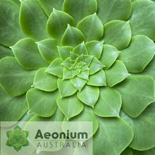 Load image into Gallery viewer, Aeonium x beltranii