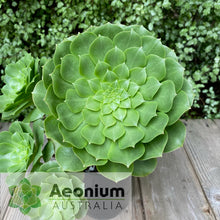 Load image into Gallery viewer, Aeonium x beltranii