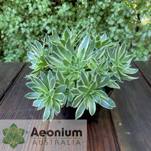 Load image into Gallery viewer, Aeonium x hybridum Variegated