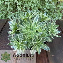 Load image into Gallery viewer, Aeonium x hybridum Variegated