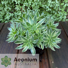 Load image into Gallery viewer, Aeonium x hybridum Variegated