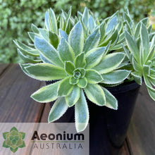 Load image into Gallery viewer, Aeonium x hybridum Variegated