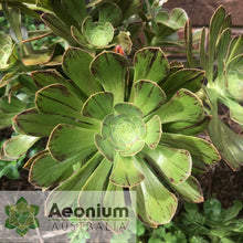 Load image into Gallery viewer, Aeonium arboreum var. holochrysum