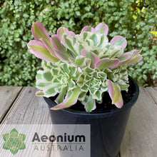 Load image into Gallery viewer, Aeonium 'Rain Flower'