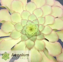 Load image into Gallery viewer, Aeonium glandulosum