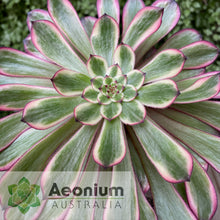 Load image into Gallery viewer, Aeonium 'Zixia Fairy'