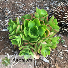 Load image into Gallery viewer, Aeonium 'Emerald Carpet'