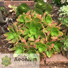 Load image into Gallery viewer, Aeonium 'Emerald Carpet'