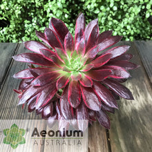 Load image into Gallery viewer, Aeonium 'Peacock'