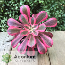 Load image into Gallery viewer, Aeonium 'Medusa'