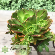Load image into Gallery viewer, Aeonium 'Bronze Medal'