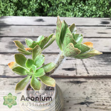 Load image into Gallery viewer, Aeonium smithii