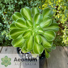 Load image into Gallery viewer, Aeonium 'Albovariegatum' Reverse Variegation