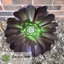 Load image into Gallery viewer, Aeonium 'Cyclops'