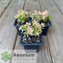 Load image into Gallery viewer, Aeonium sedifolium variegata