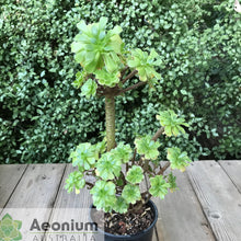 Load image into Gallery viewer, Aeonium 'Dani's Surprise'