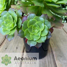 Load image into Gallery viewer, Aeonium x beltranii