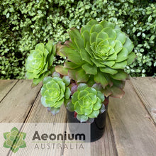 Load image into Gallery viewer, Aeonium x beltranii