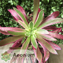 Load image into Gallery viewer, Aeonium 'Firecracker' Variegated