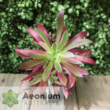 Load image into Gallery viewer, Aeonium 'Firecracker' Variegated