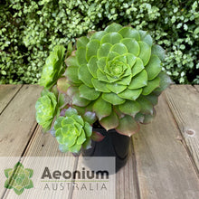 Load image into Gallery viewer, Aeonium x beltranii