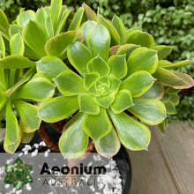 Load image into Gallery viewer, Aeonium 'Green Lemon'