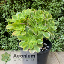 Load image into Gallery viewer, Aeonium 'Green Lemon'