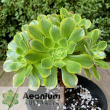 Load image into Gallery viewer, Aeonium 'Green Lemon'
