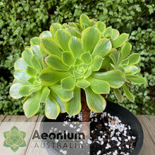 Load image into Gallery viewer, Aeonium 'Green Lemon'