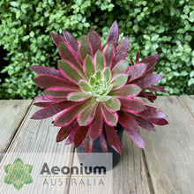 Load image into Gallery viewer, Aeonium 'Firecracker' Variegated