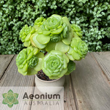 Load image into Gallery viewer, Aeonium 'Lily Pad'