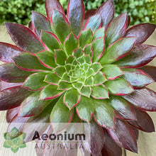 Load image into Gallery viewer, Aeonium 'Peacock'