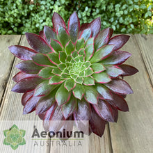 Load image into Gallery viewer, Aeonium 'Peacock'