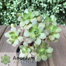 Load image into Gallery viewer, Aeonium 'Scarlet Rose'