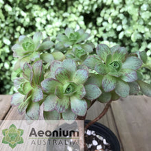 Load image into Gallery viewer, Aeonium 'Scarlet Rose'