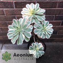 Load image into Gallery viewer, Aeonium 'Sunburst'