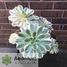 Load image into Gallery viewer, Aeonium 'Sunburst'