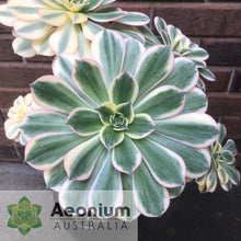 Load image into Gallery viewer, Aeonium 'Sunburst'