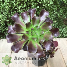 Load image into Gallery viewer, Aeonium 'Voodoo'