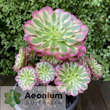 Load image into Gallery viewer, Aeonium 'Zhu Rong' (God of Fire)