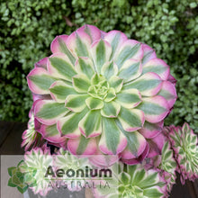 Load image into Gallery viewer, Aeonium 'Zhu Rong' (God of Fire)
