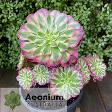 Load image into Gallery viewer, Aeonium 'Zhu Rong' (God of Fire)