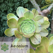 Load image into Gallery viewer, Aeonium arboreum aff. holochrysum (El Hierro)