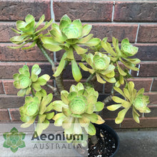 Load image into Gallery viewer, Aeonium arboreum aff. holochrysum (El Hierro)